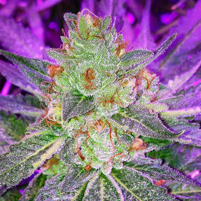 Jinxproof Genetics - 9 Pound Hammer (reg.) 06068