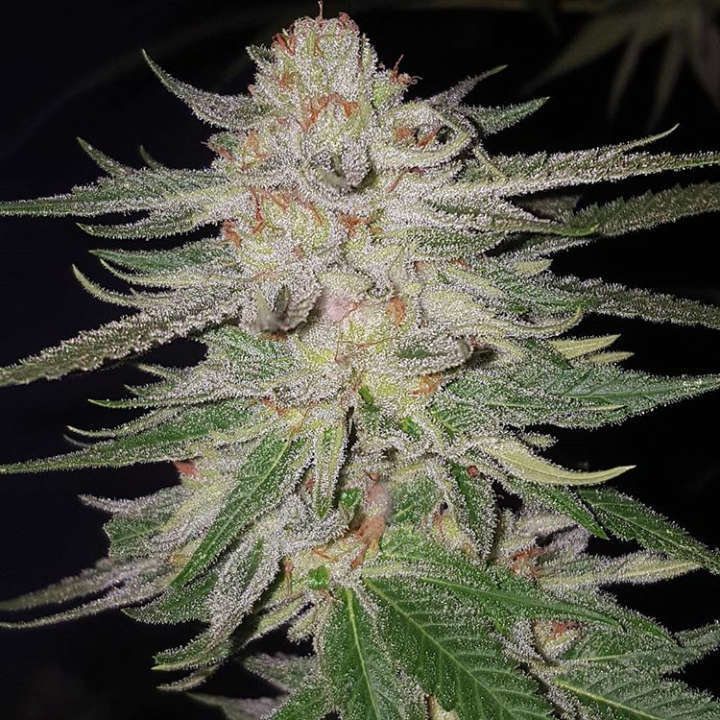 Jinxproof Genetics - 9 Pound Hammer (reg.)