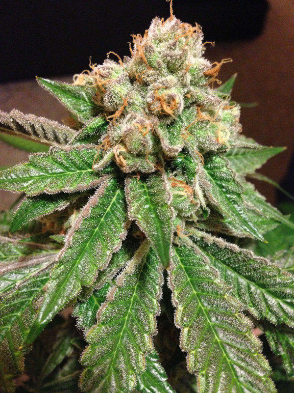 Jinxproof Genetics - 9 Pound Hammer (reg.)