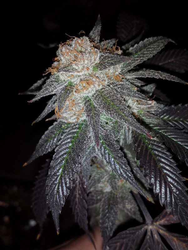 Jinxproof Genetics - 9 Pound Hammer (reg.)
