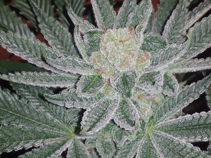 Jinxproof Genetics - 9 Pound Hammer (reg.)