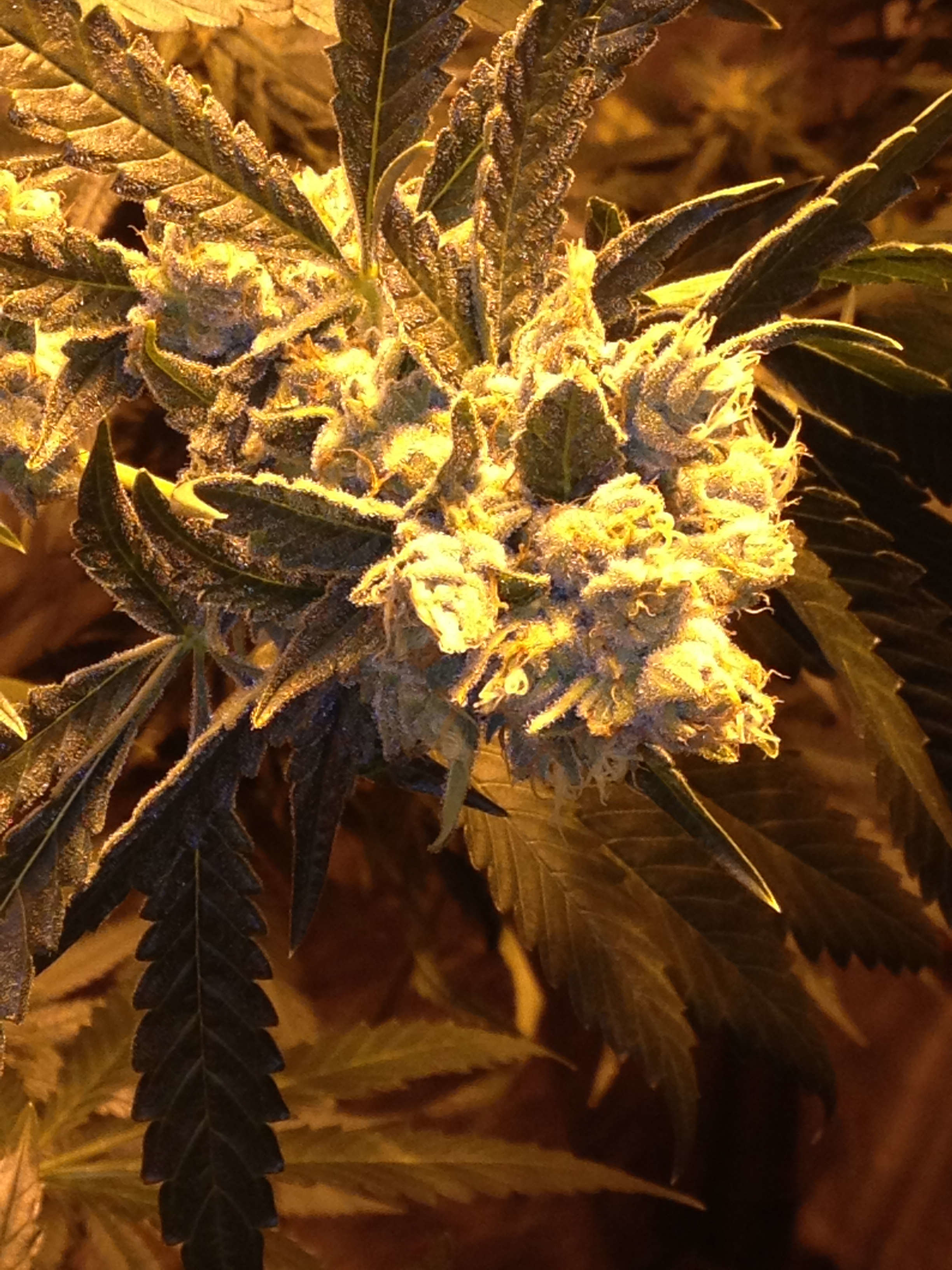 Jinxproof Genetics - 9 Pound Hammer (reg.)