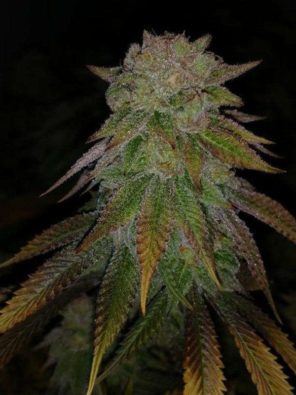 Jinxproof Genetics - 9 Pound Hammer (reg.)