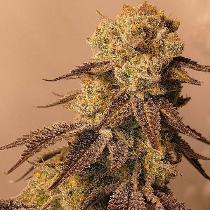 Jinxproof Genetics - 9 Pound Hammer (reg.)
