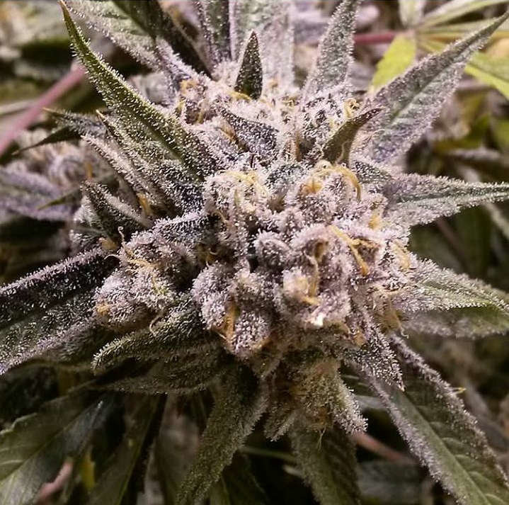 Jinxproof Genetics - 9 Pound Hammer (reg.)