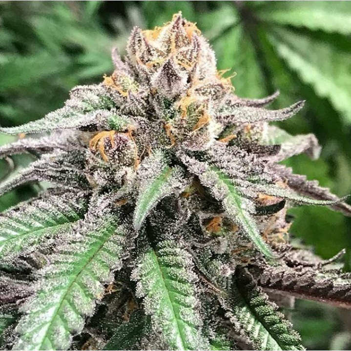 Jinxproof Genetics - 9 Pound Hammer (reg.)