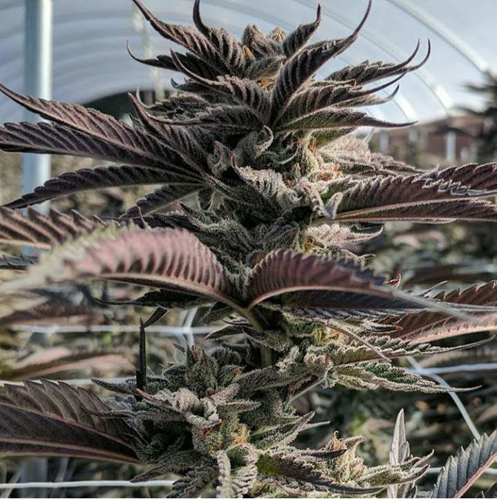 Jinxproof Genetics - 9 Pound Hammer (reg.)