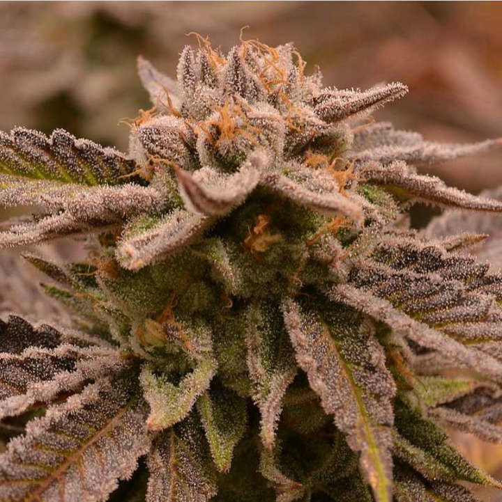 Jinxproof Genetics - 9 Pound Hammer (reg.)
