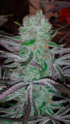 Jinxproof Genetics - Best Friend OG (reg.) 06069