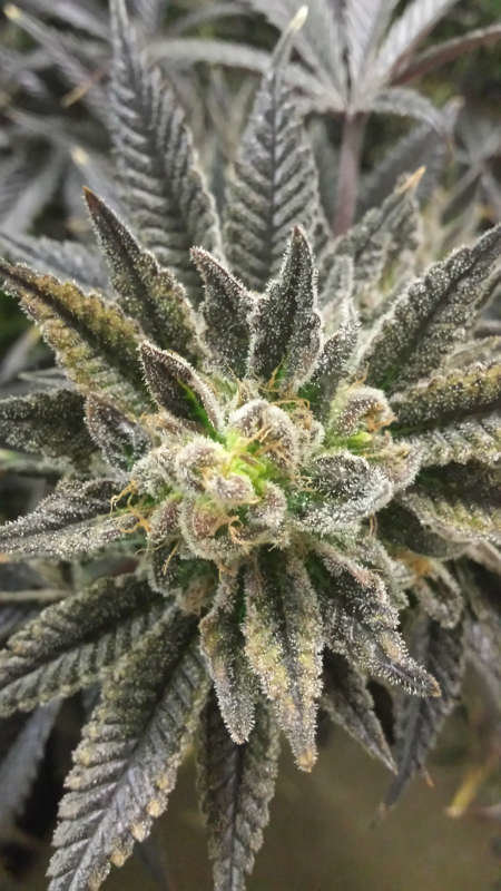Jinxproof Genetics - Best Friend OG (reg.)