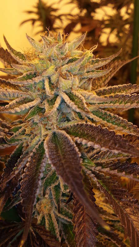 Jinxproof Genetics - Best Friend OG (reg.)