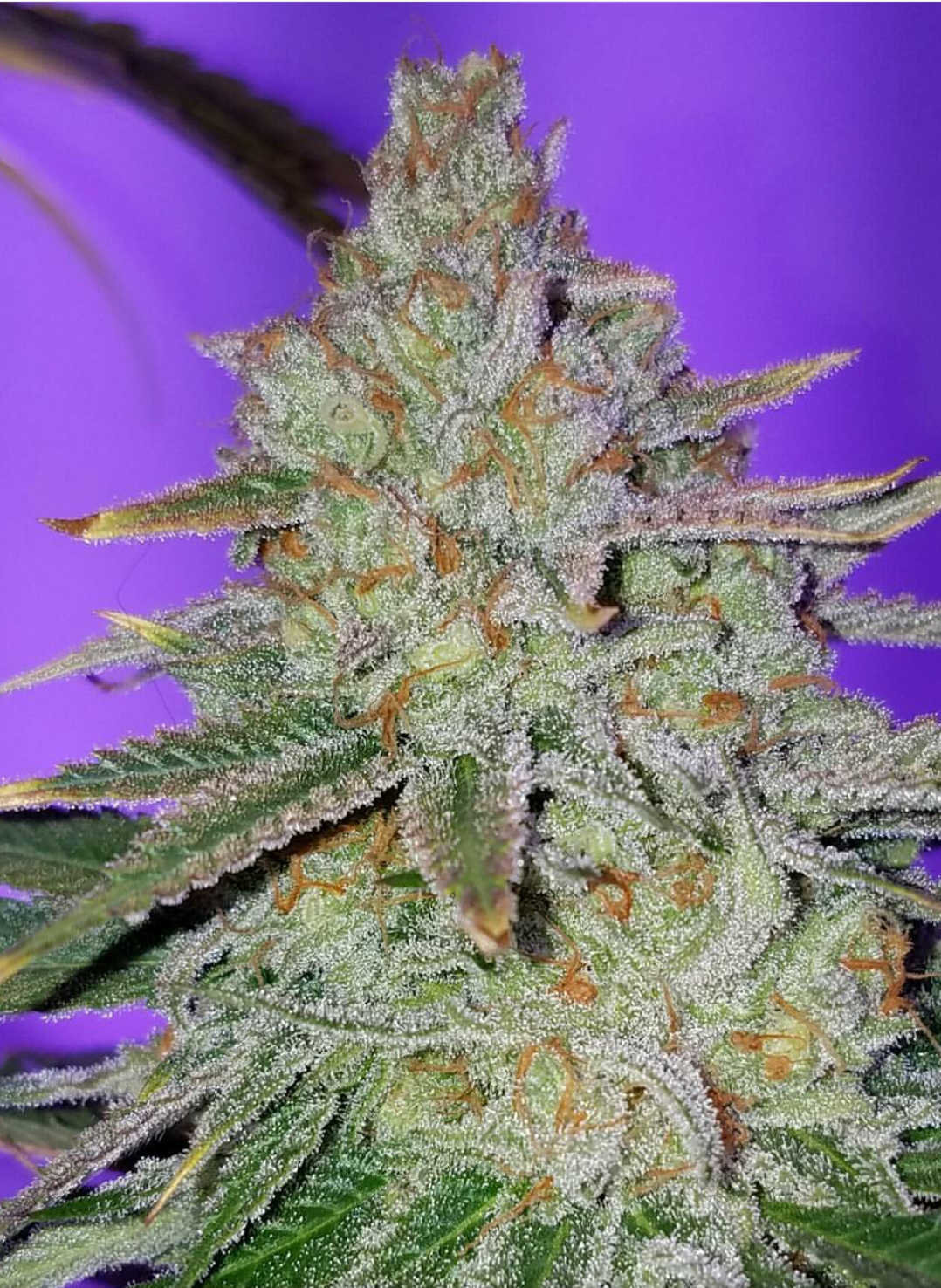 Jinxproof Genetics - Cookie Puss (reg.)