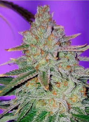 Jinxproof Genetics - Cookie Puss (reg.) 06070