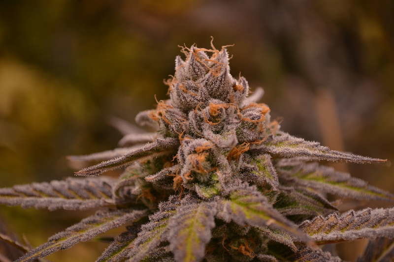 Jinxproof Genetics - Hubba Bubba (reg.)