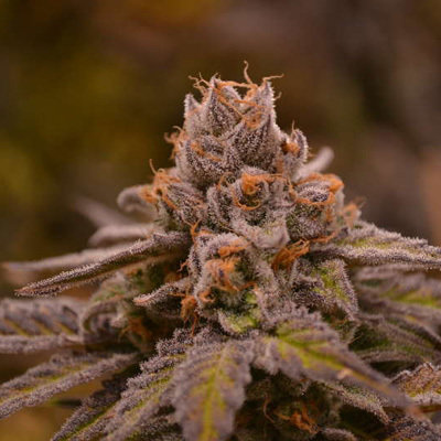 Jinxproof Genetics - Hubba Bubba (reg.) 06071