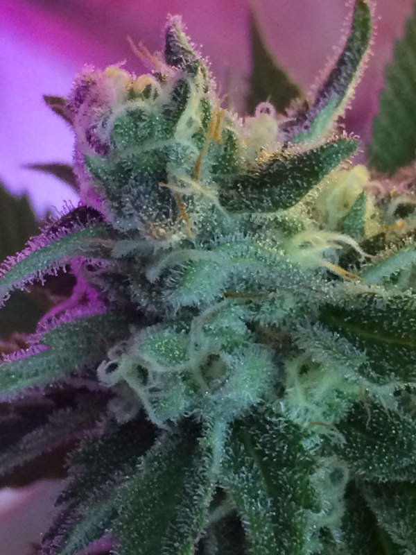 Jinxproof Genetics - Mothertongue (reg.)
