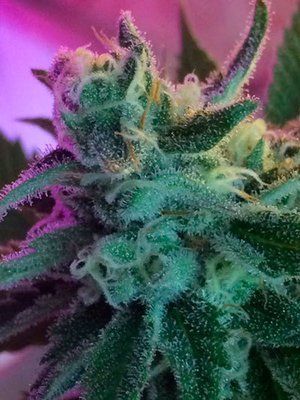 Jinxproof Genetics - Mothertongue (reg.) 06072