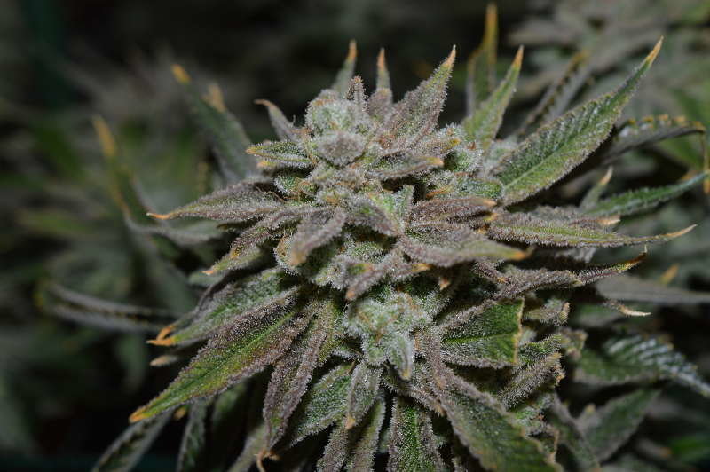 Jinxproof Genetics - Nomad (reg.)