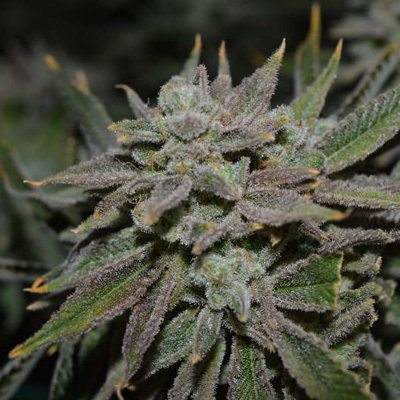 Jinxproof Genetics - Nomad (reg.) 06073