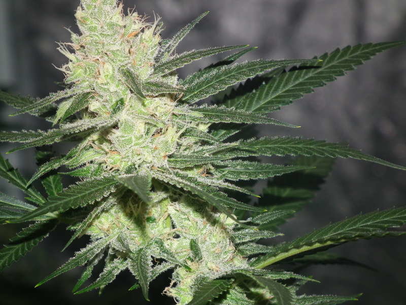 Jinxproof Genetics - Pucker Punch (reg.)
