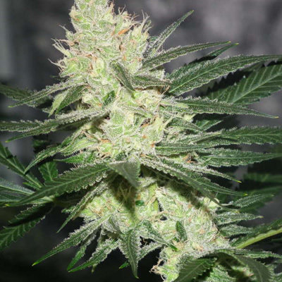 Jinxproof Genetics - Pucker Punch (reg.) 06074