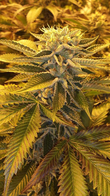Jinxproof Genetics - True Love (reg.)