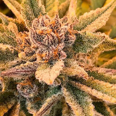 Jinxproof Genetics - True Love (reg.) 06075