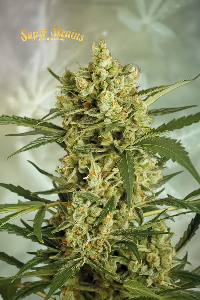 Super Strains Seeds - Crackers (fem.)