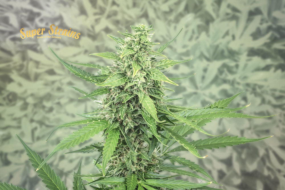Super Strains Seeds - Hermana de la Noche (fem.)