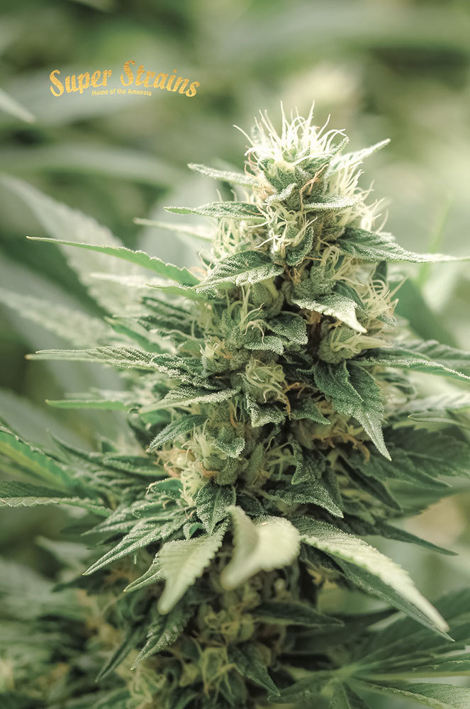 Super Strains Seeds - Agartha (fem.)