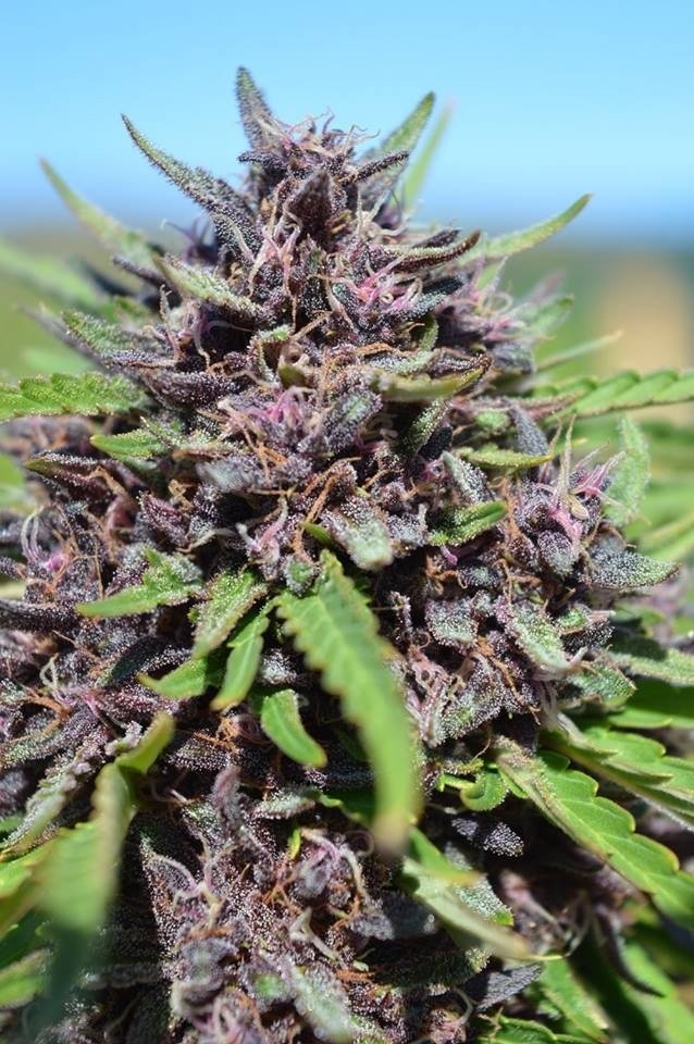 Ace Seeds - Panama x PCK (fem.)