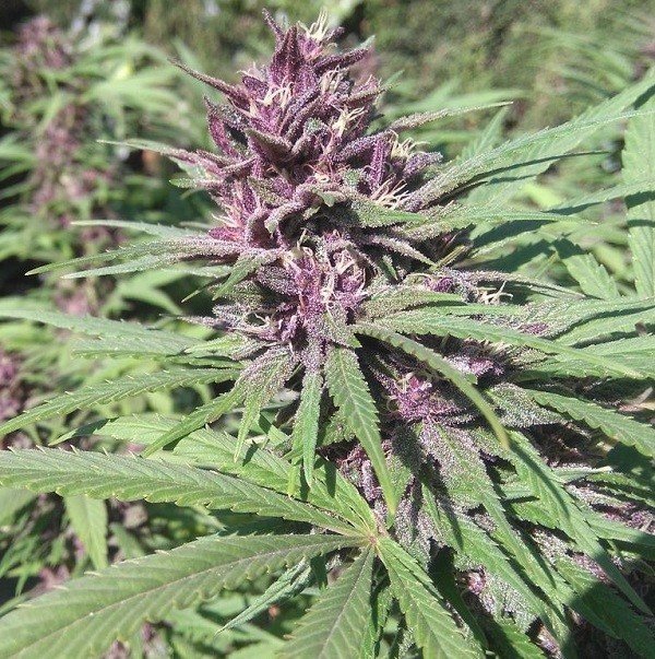 Ace Seeds - Panama x PCK (fem.)