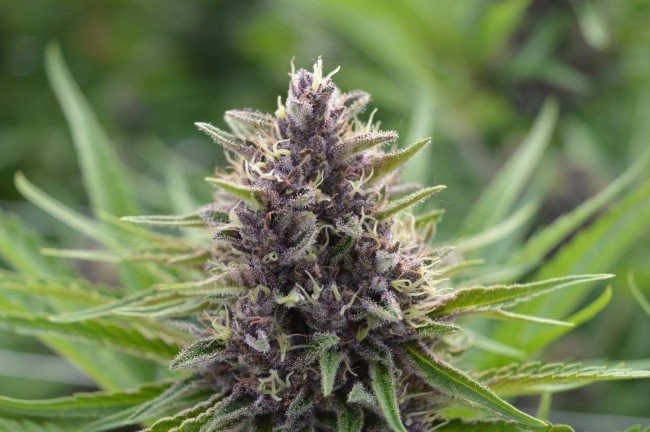 Ace Seeds - Panama x PCK (fem.)