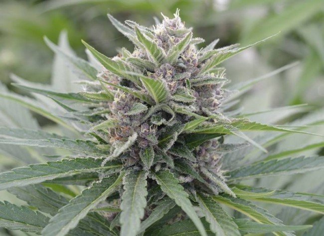 Ace Seeds - Panama x PCK (fem.)