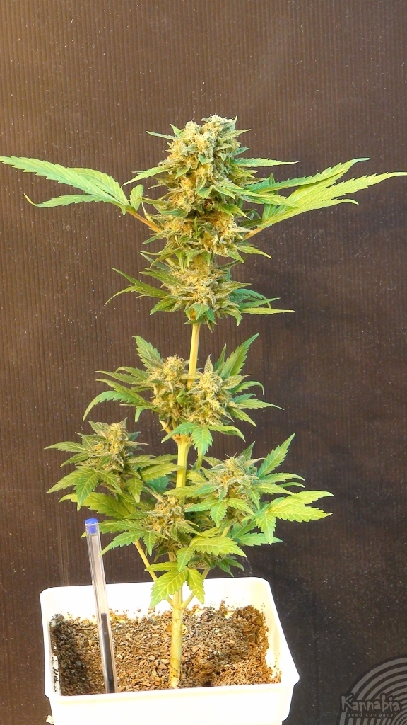Kannabia Seeds - Flash Auto (auto/fem.)
