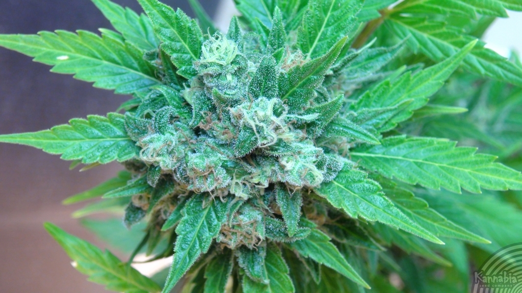 Kannabia Seeds - Flash Auto (auto/fem.)