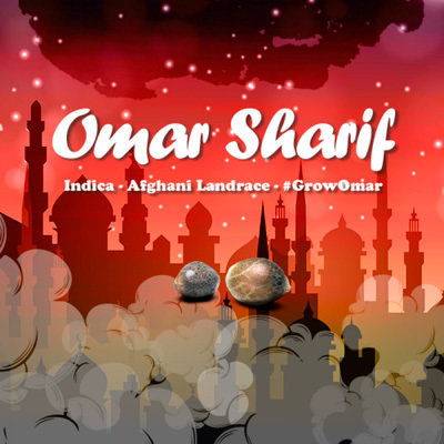 Paradise Seeds - Omar Sharif (reg.) 06091