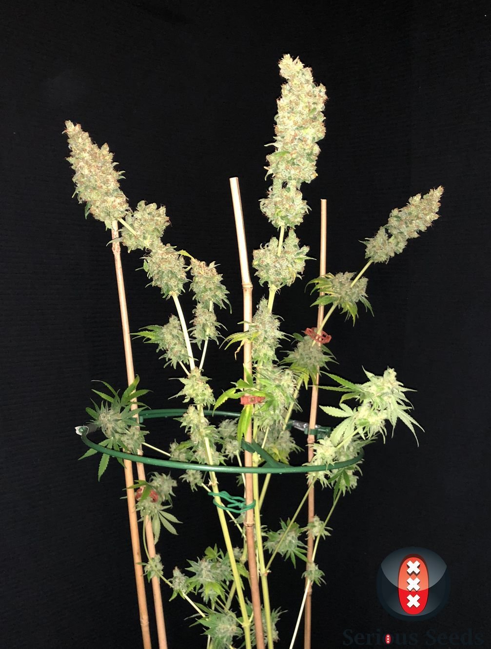 Serious Seeds - Strawberry AKeil (fem.)