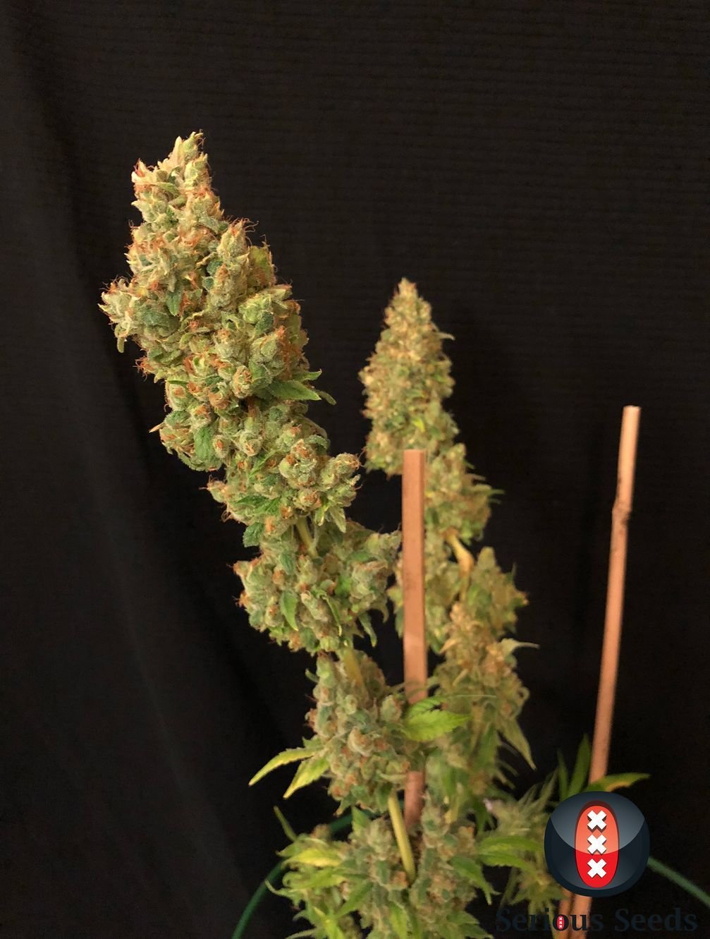 Serious Seeds - Strawberry AKeil (fem.)