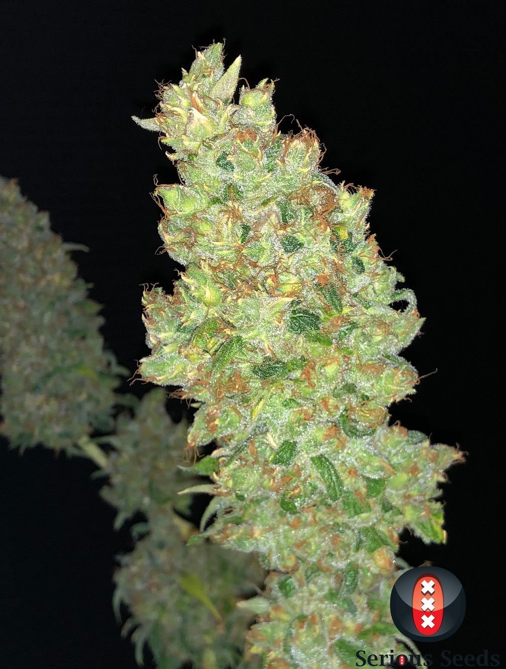 Serious Seeds - Strawberry AKeil (fem.)