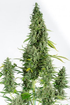 Dinafem - Cheese Autoflowering (auto/fem.) 00748