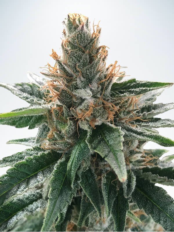 Ministry of Cannabis - God's Glue (fem.)