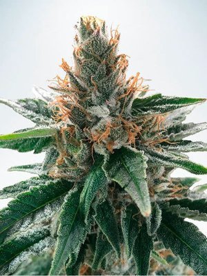 Ministry of Cannabis - God's Glue (fem.) 06096