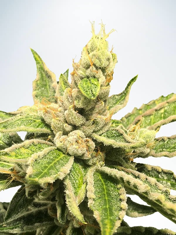Ministry of Cannabis - Mamacita’s Cookies (fem.)