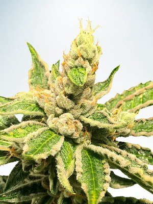 Ministry of Cannabis - Mamacita’s Cookies (fem.) 06098