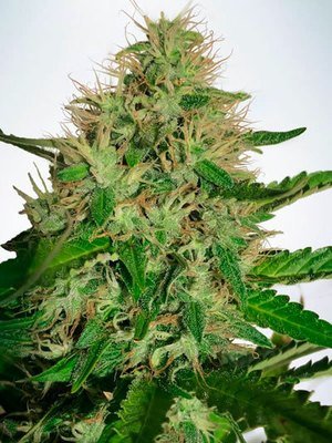 Ministry of Cannabis - Cannabis Light (fem.) 06099