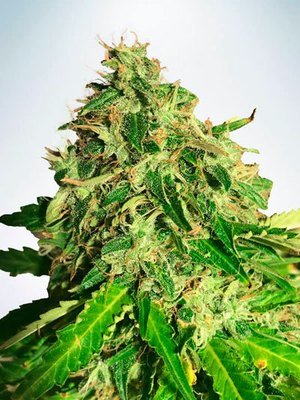 Ministry of Cannabis - Auto Cannabis Light (auto/fem.) 06100