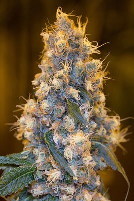 Humboldt Seed Organization - Blue Fire (fem.) 06101