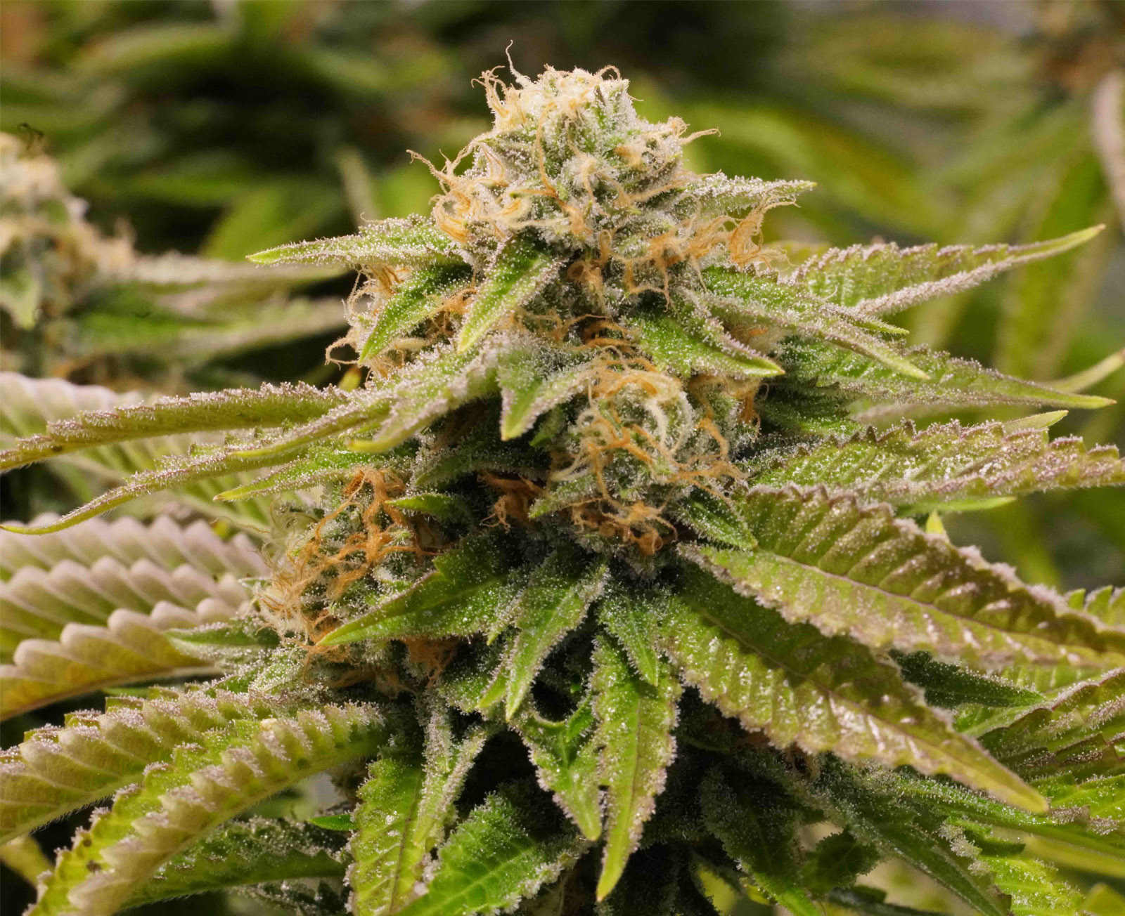 Humboldt Seed Organization - Gorilla Breath (fem.)