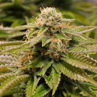 Humboldt Seed Organization - Gorilla Breath (fem.) 06102